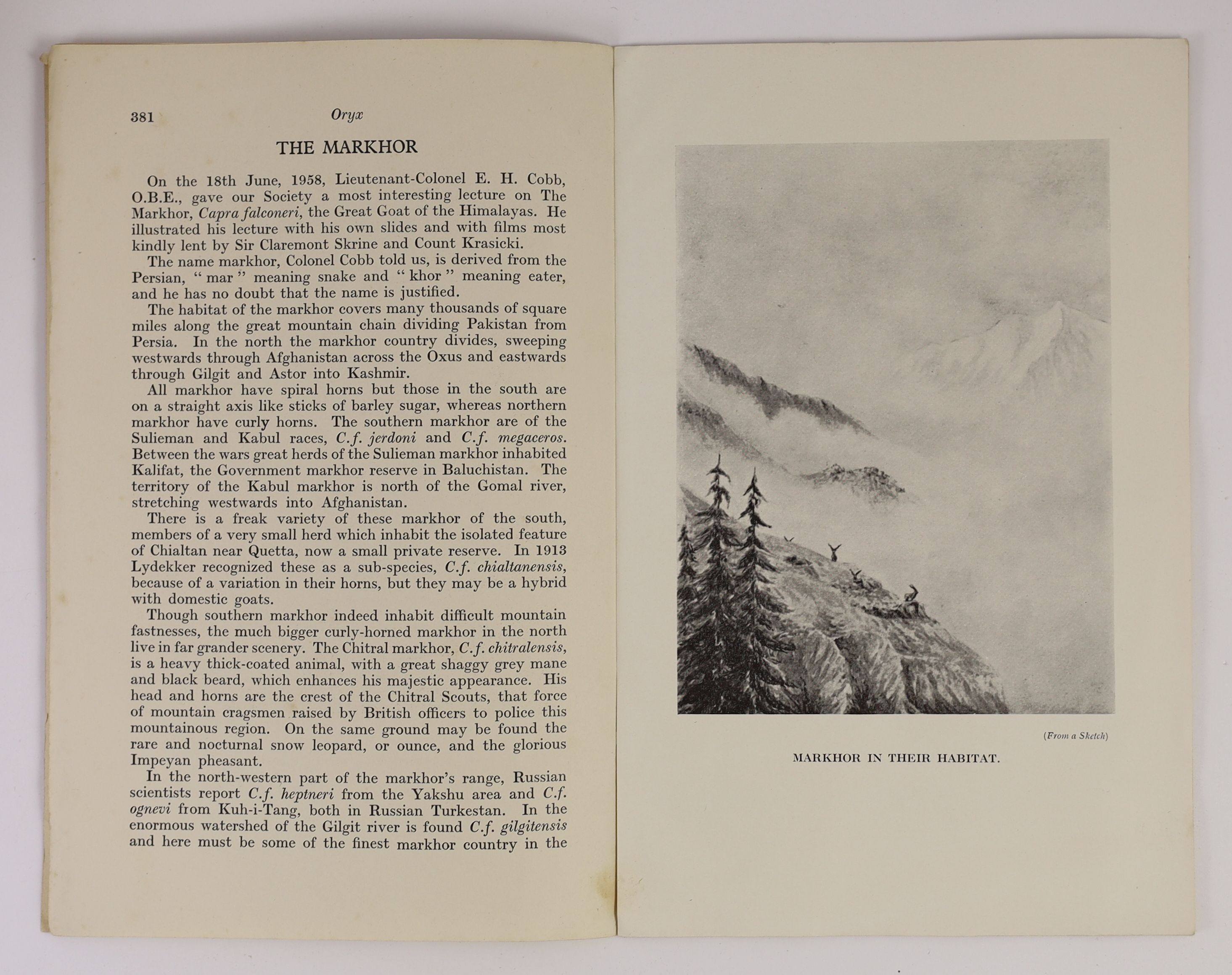 Koenigsmarck, Count Hans von. The Markhor Sport in Cashmere. London, 1910. Original blue pictorial cloth binding, a very good copy. Together with Cobb, E. H. Lieut-Col. The Markhor. 1958. A reprint from Oryx, the Journal